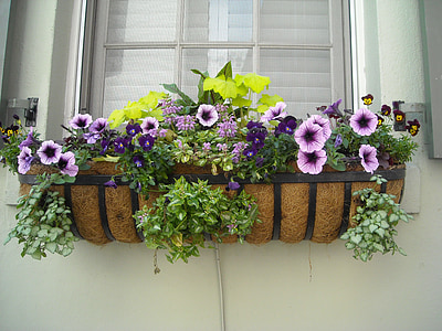 purple and green flowers thumbnail