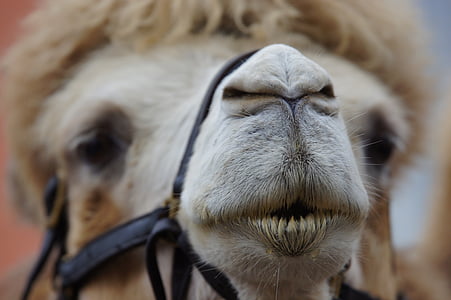shallow focus photography of brown camel thumbnail