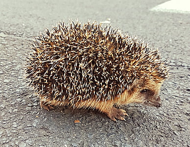 brown and black hedgehog on gray surface thumbnail