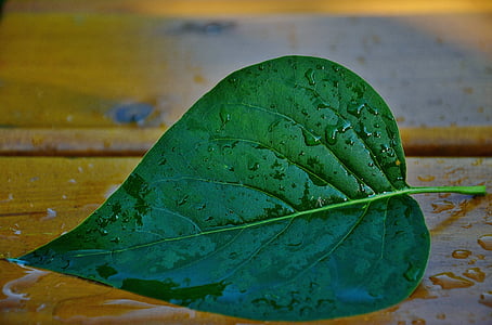 green cordate leaf placed on beige wooden board thumbnail