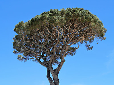 tall tree under blue sky at d aytime thumbnail