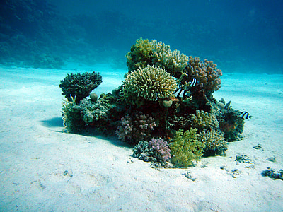 green coral reef in underwater thumbnail