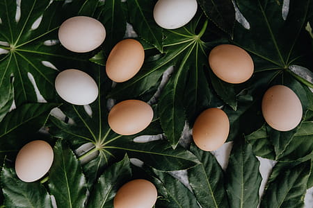 Fresh Eggs thumbnail