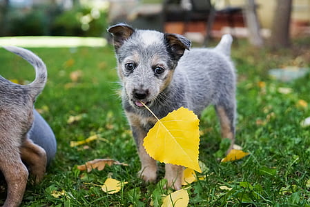 blue Australian cattle puppy biting leaf on lawn thumbnail