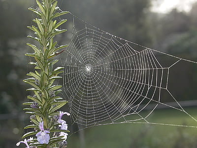 spiderweb during daytime thumbnail