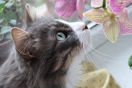 black and white cat watching pink orchids thumbnail