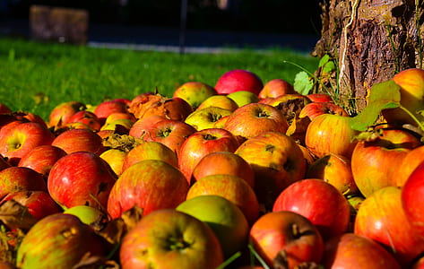 ripe apple lot thumbnail