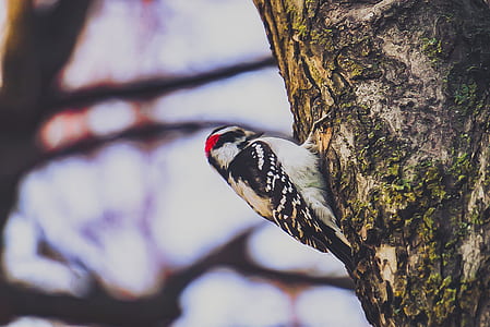 woodpecker on tree branch thumbnail