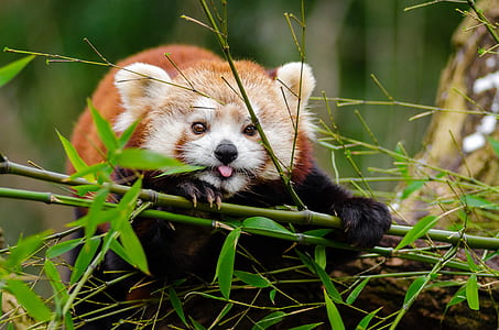 panda leaning on green bamboo tree thumbnail