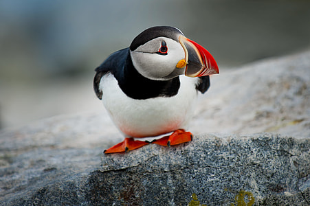 penguin thumbnail