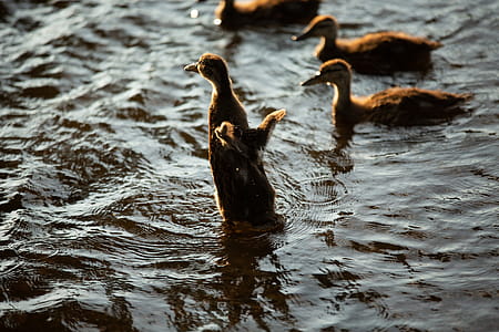 Five Brown Ducklings on Water thumbnail