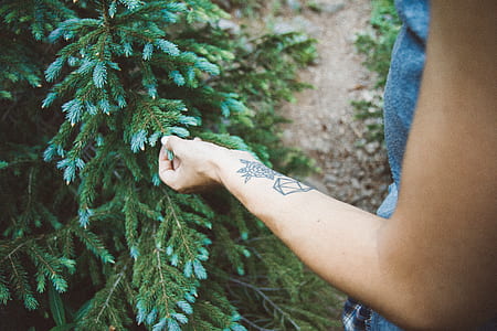 person holding pine tree during daytime thumbnail