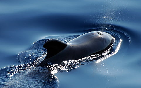 shallow focus photography of black dolphin thumbnail