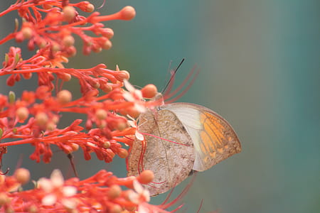 brown and yellow butterfly on orange flowers thumbnail