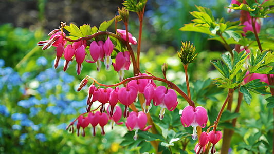 pink flowers tilt shift lens photography thumbnail