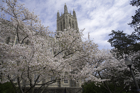 Blossoming Tree around Duke Chapel in Durham, North Carolina thumbnail