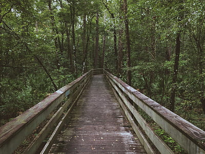 brown and gray wooden bridge surrounded by trees during daytime photography thumbnail