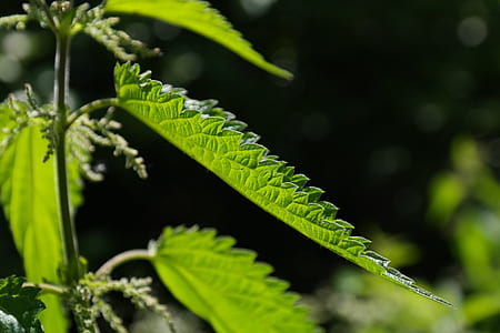 green leaves thumbnail