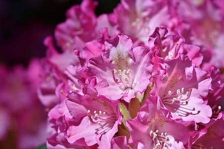shallow focus photography of pink flower thumbnail