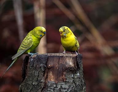 selective focus photography of two yellow budgerigars thumbnail