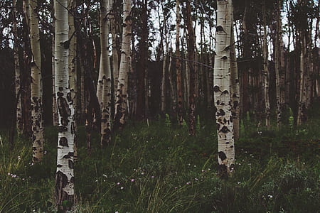 white tall trees during daytime thumbnail