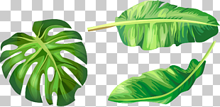 Banana leaf Euclidean Illustration, hand-painted green leaves, three green leaves illustration PNG clipart
