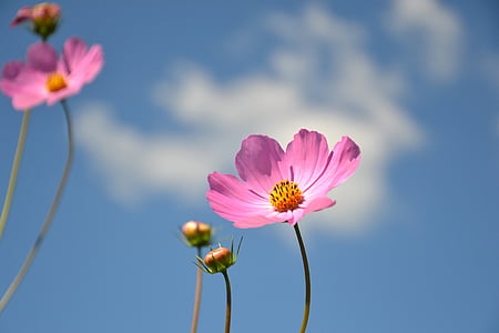 pink and yellow petaled flower at daytime thumbnail