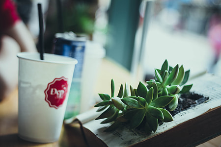 green succulent plant near white disposable cup thumbnail