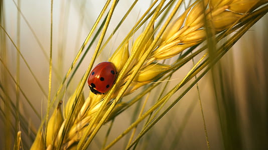 ladybug on rice plant thumbnail