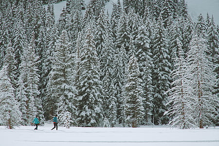 people walking near snow coated trees thumbnail