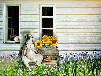 white and black animal sitting on brown wooden bench thumbnail