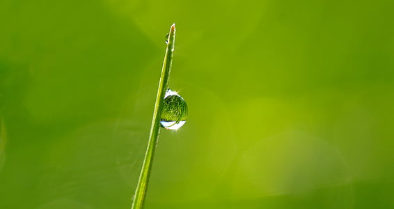 green leaf with rain drop thumbnail