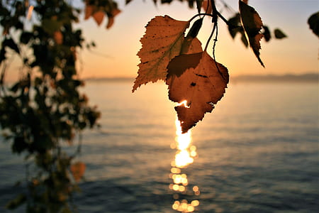 shallow focus photography of brown leaf near body of water during sunset thumbnail