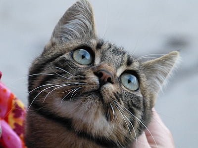 closeup photography of grey and brown tabby cat looking up thumbnail
