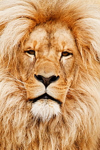 animal, eyes, fur, africa thumbnail