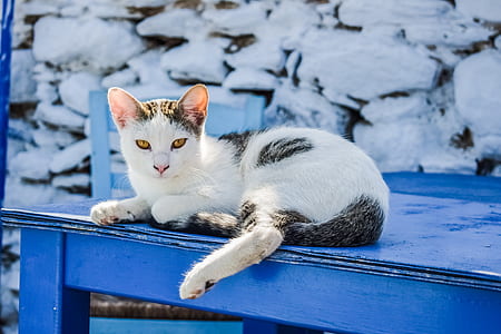 white and gray cat lying on blue wooden table thumbnail