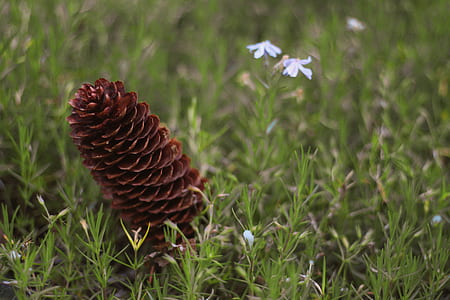 brown pinecone beside white petaled flower thumbnail