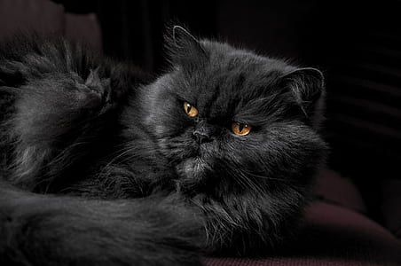 black Persian cat lying on brown sofa thumbnail