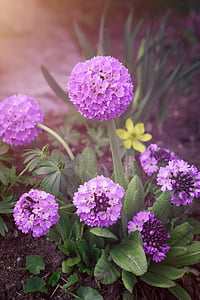 purple petaled flower thumbnail