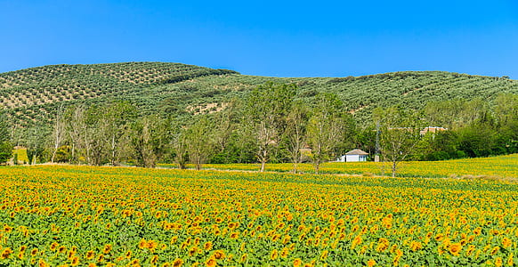 green meadows thumbnail