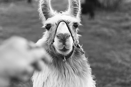 Grayscale Photo of Llama thumbnail