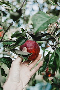 tilt-shift lens photography of person holding red fruit from tree thumbnail