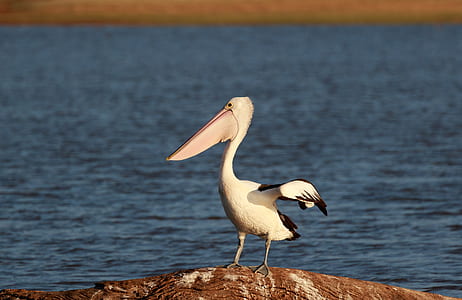 white pelican on rock near body of water thumbnail