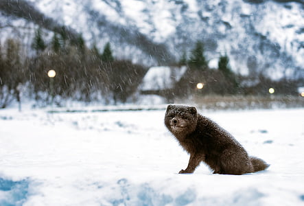 black and gray animal photo during winter thumbnail