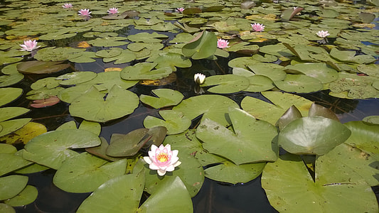 Water Lily, Castle Charlottenburg thumbnail