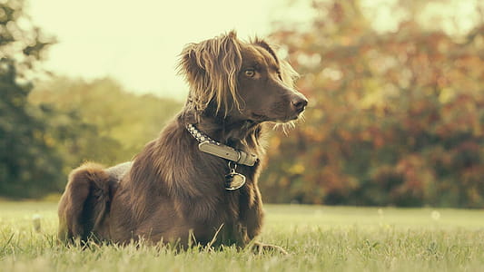 Dog In Backyard Photo thumbnail