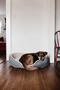 Dog Bed thumbnail