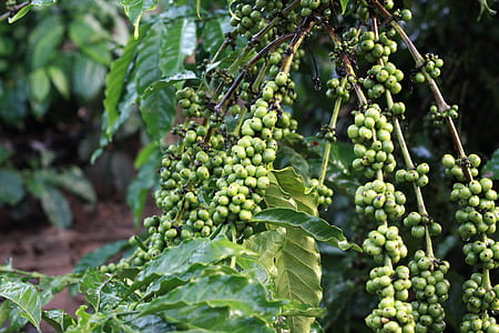 unripe coffee beans on branch thumbnail