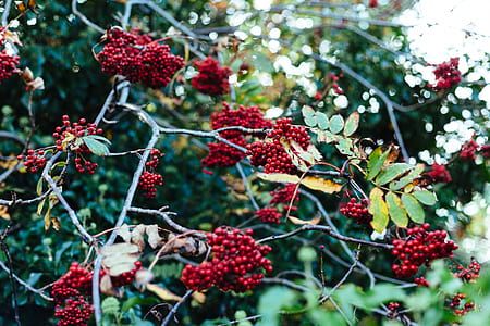 nature, red, shrub, trees thumbnail