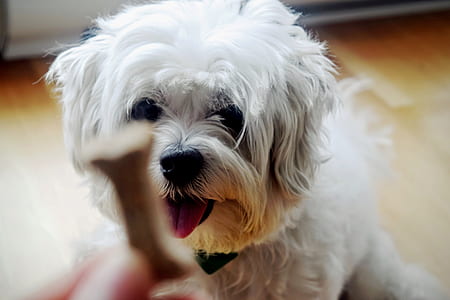 Bone Shaped Food on Front of White Shih Tzu thumbnail